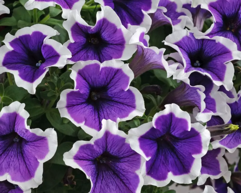 213. Петуния Cascadias Rim Violet Impr. (9 шт.)