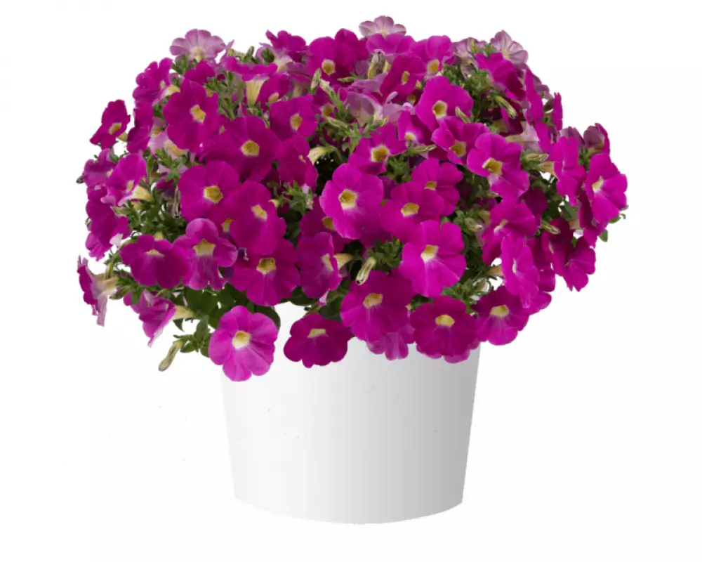 21401. Петуния Cascadias Rose (9 шт.)