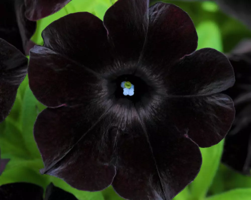 216. Петуния Crazytunia Black Mamba (9 шт.)