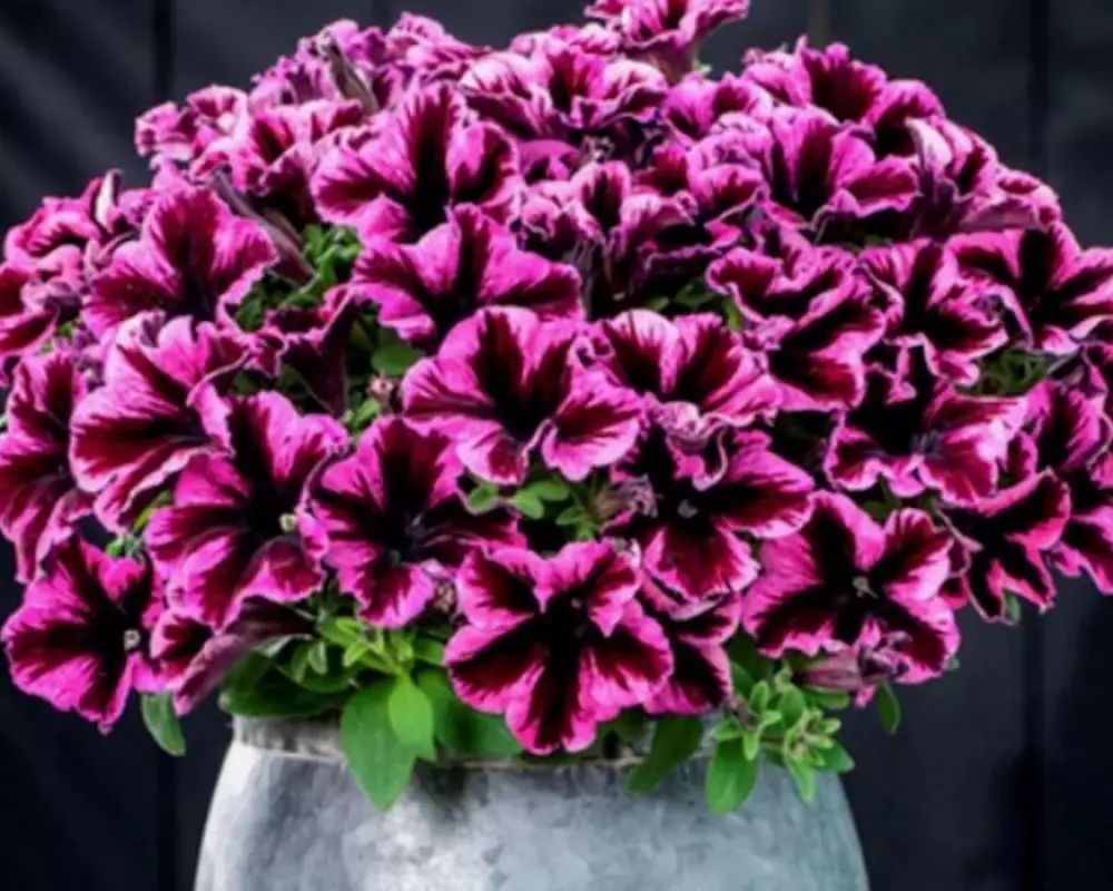 217. Петуния Crazytunia Cosmic Pink (9 шт.)