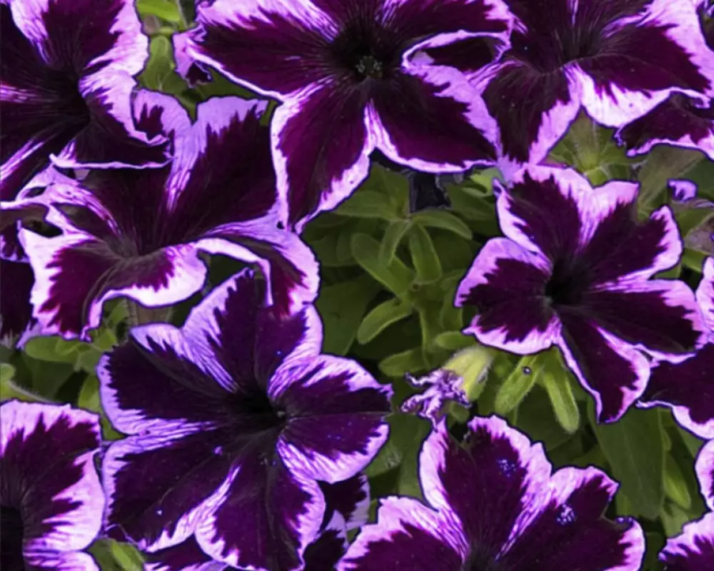 218. Петуния Crazytunia Cosmic Violet (9 шт.)