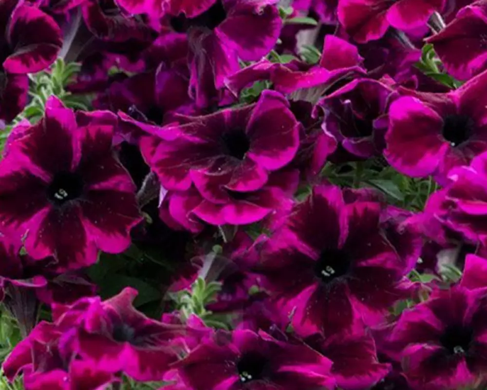 219. Петуния CRAZYTUNIA COSMIC PURPLE (9 шт.)