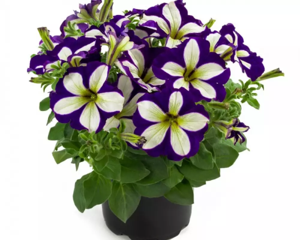 221. Петуния Crazytunia Lucky Lilac (9 шт.)