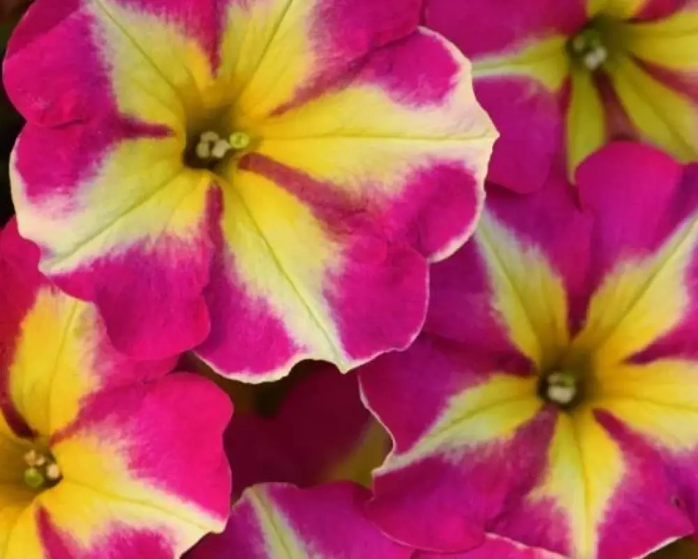 224. Петуния Crazytunia Pink Flamingo (9 шт.)