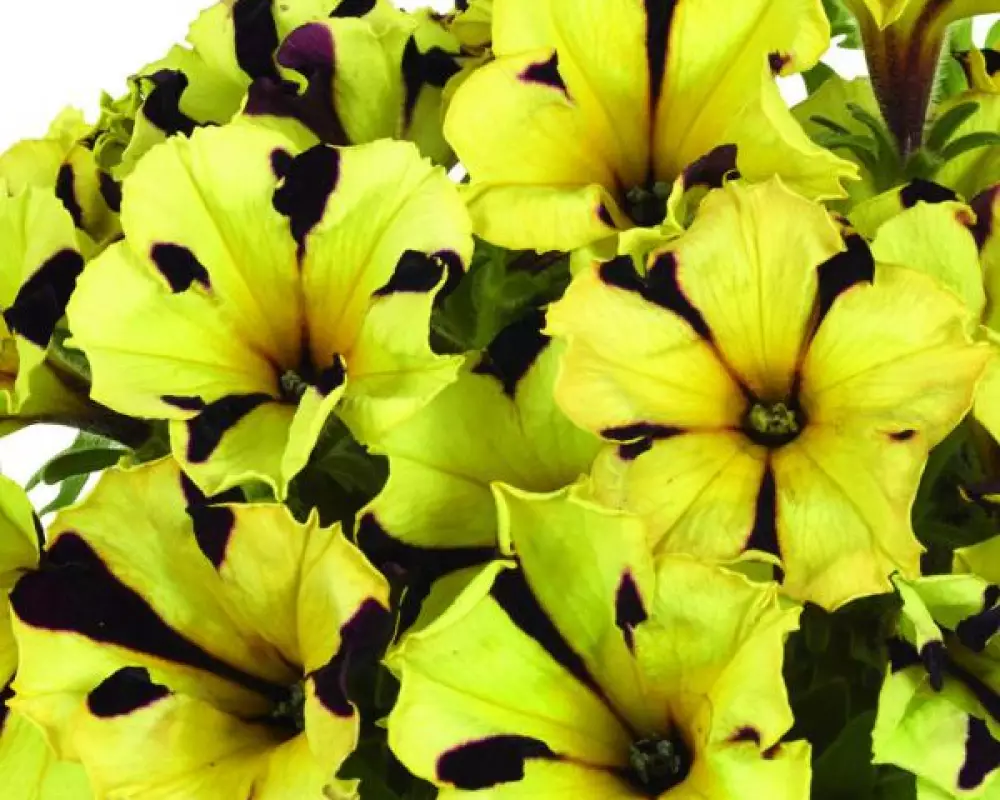 226. Петуния GoTunia Tiger Stripe (9 шт.)