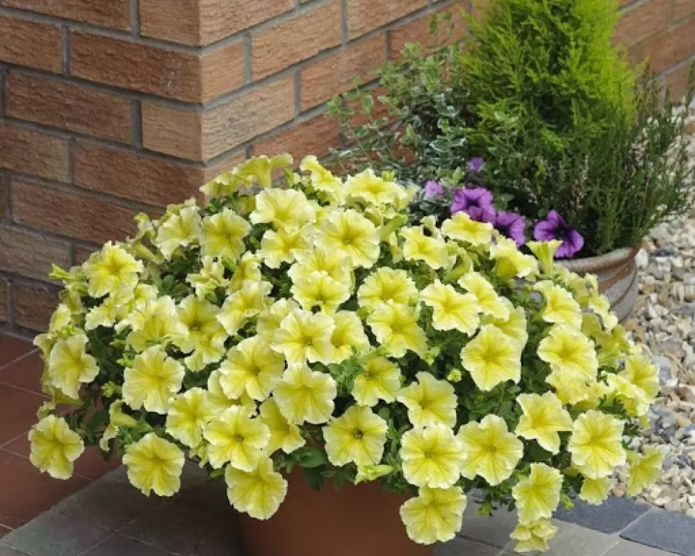 228. Петуния Crazytunia Yello (9 шт.)