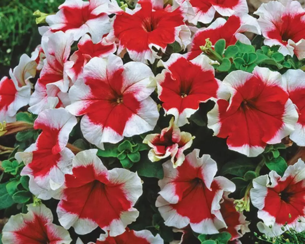 235. Петуния Famous Red Picotee (9 шт.)