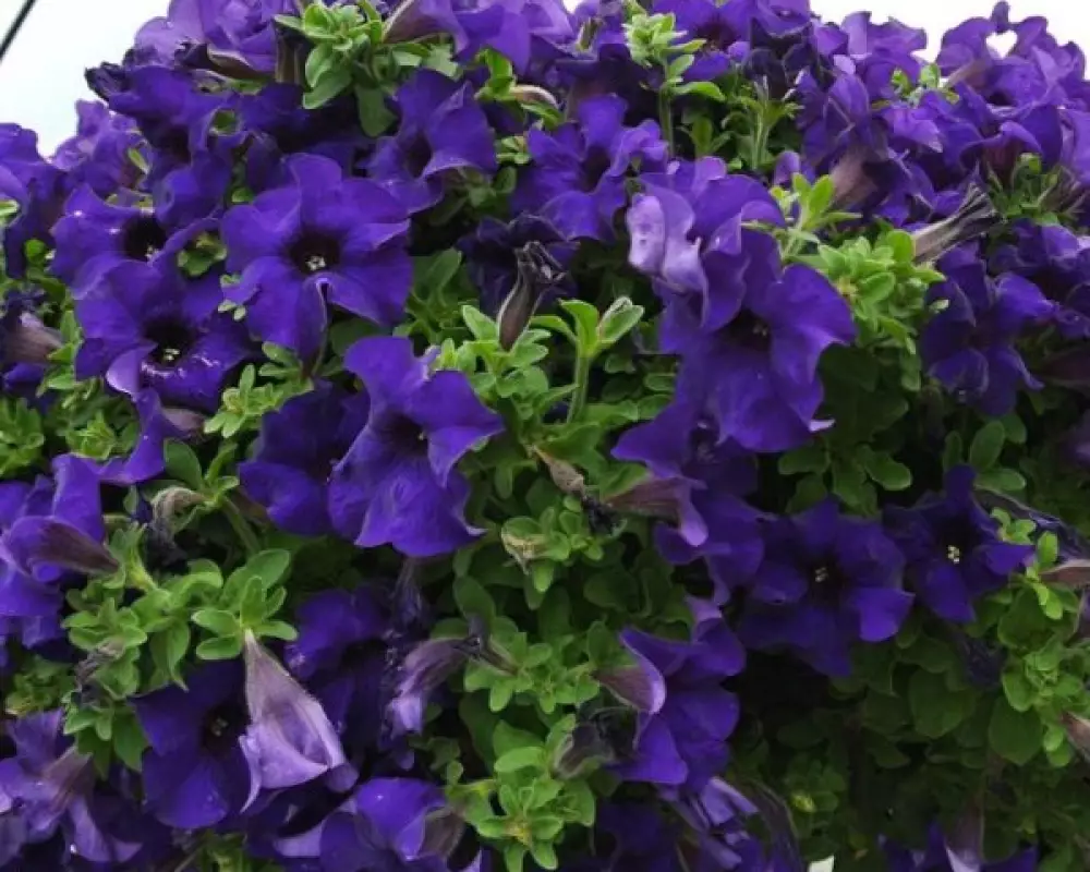 236. Петуния Fanfare Blue (9 шт.)