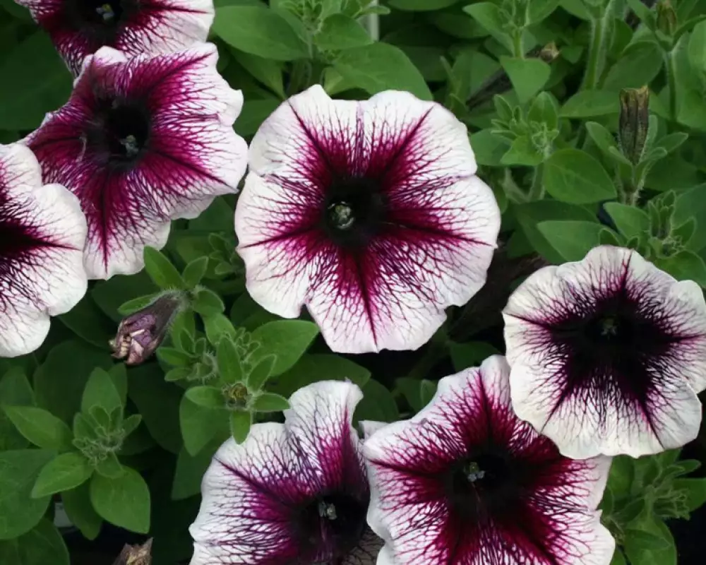237. Петуния Famous Violet Dark Eye (9 шт.)