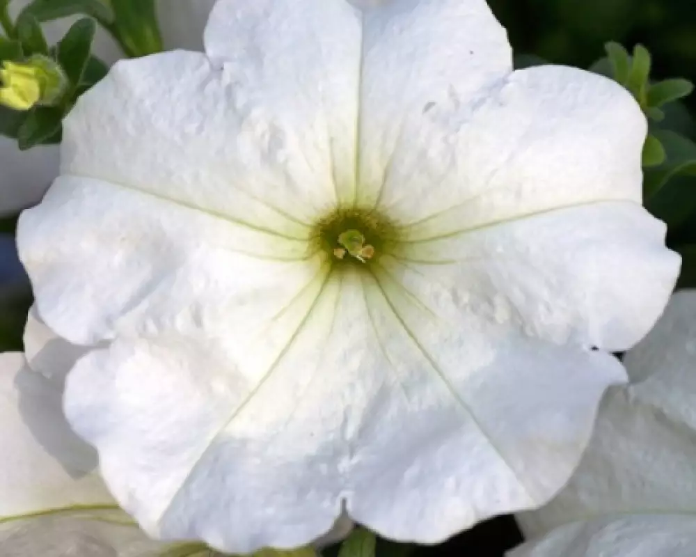238. Петуния Famous White (9 шт.)