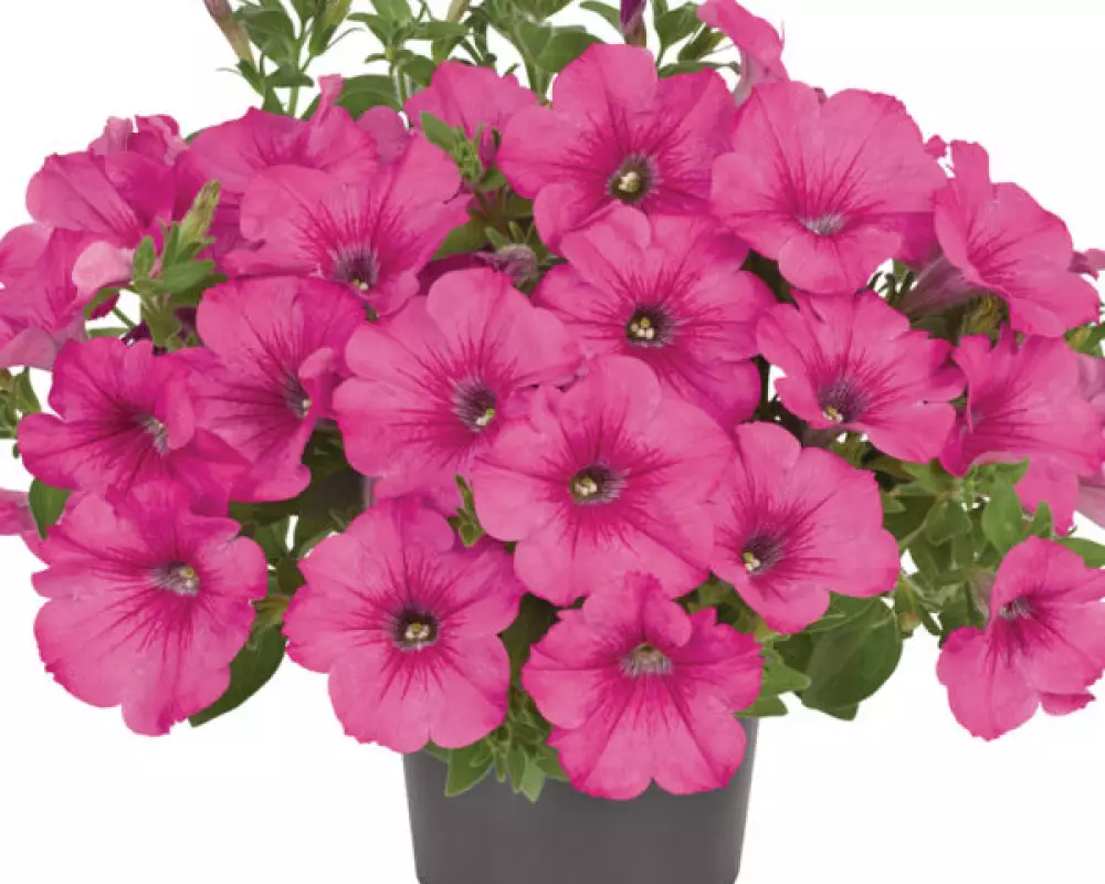 239. Петуния Fanfare Hot Rose (9 шт.)