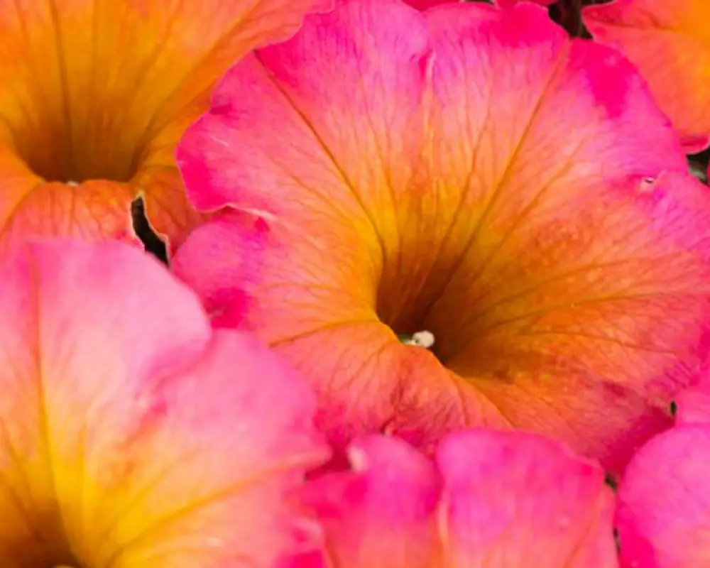24001. Петуния FLOWER SHOWERS MAYAN SUNSET (9 шт.)