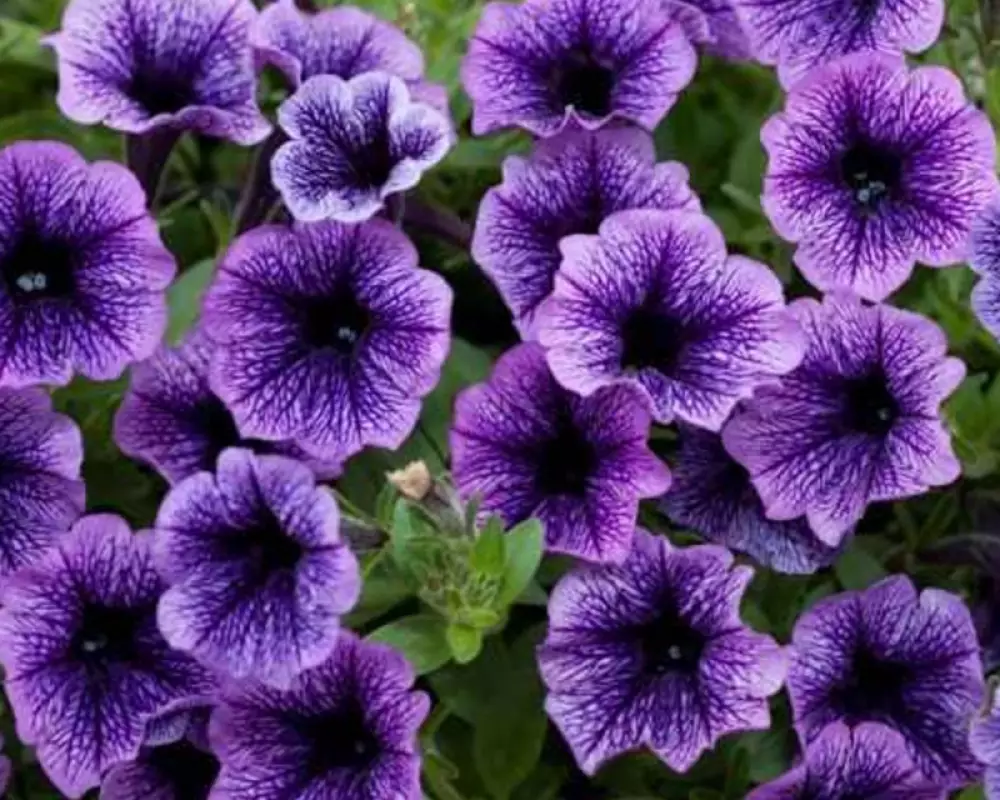 241. Петуния Littletunia Blue Vein (9 шт.)