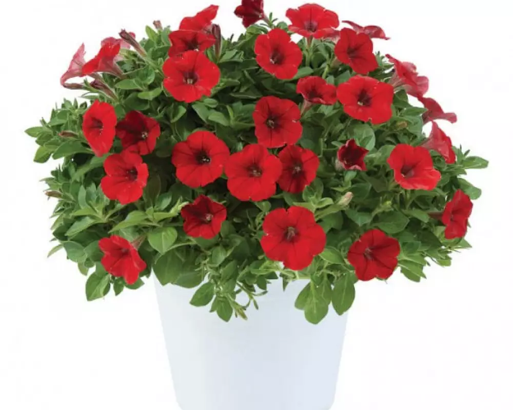 242. Петуния Littletunia Bright Red (9 шт.)