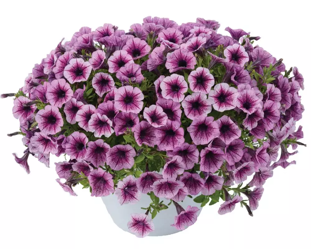 243. Петуния Littletunia Pink Splash (9 шт.)