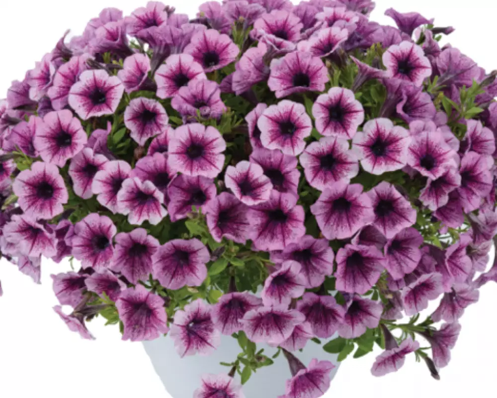 244. Петуния Littletunia Pink (9 шт.)