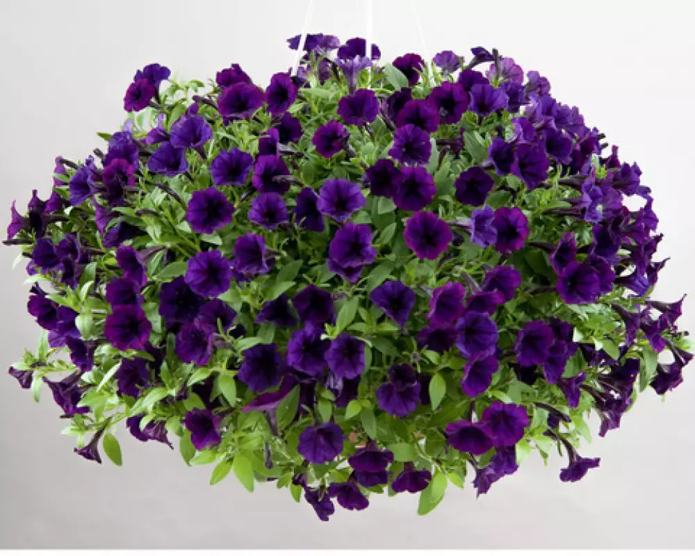 245. Петуния Littletunia Purple Blue (9 шт.)