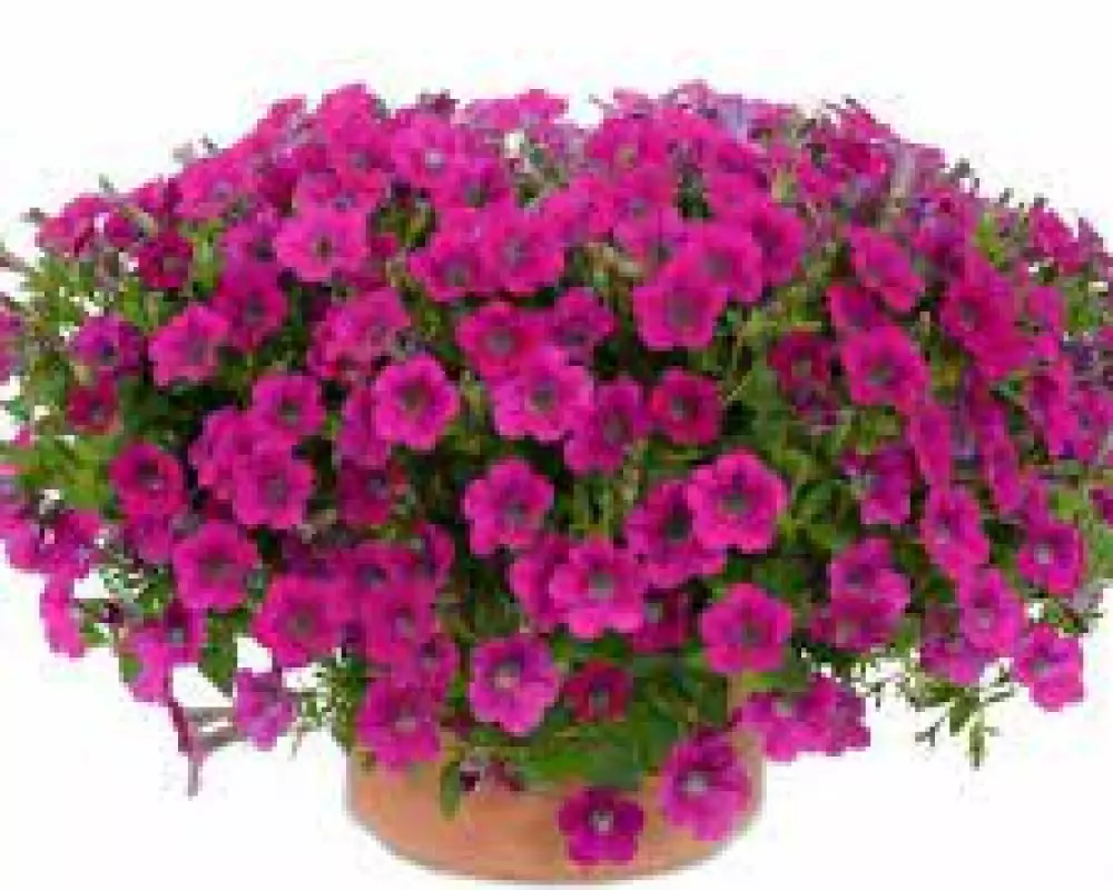 246. Петуния Littletunia Rose (9 шт.)