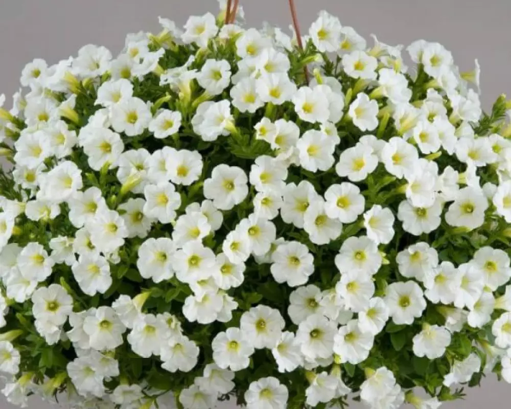 248. Петуния Littletunia White Grace (9 шт.)