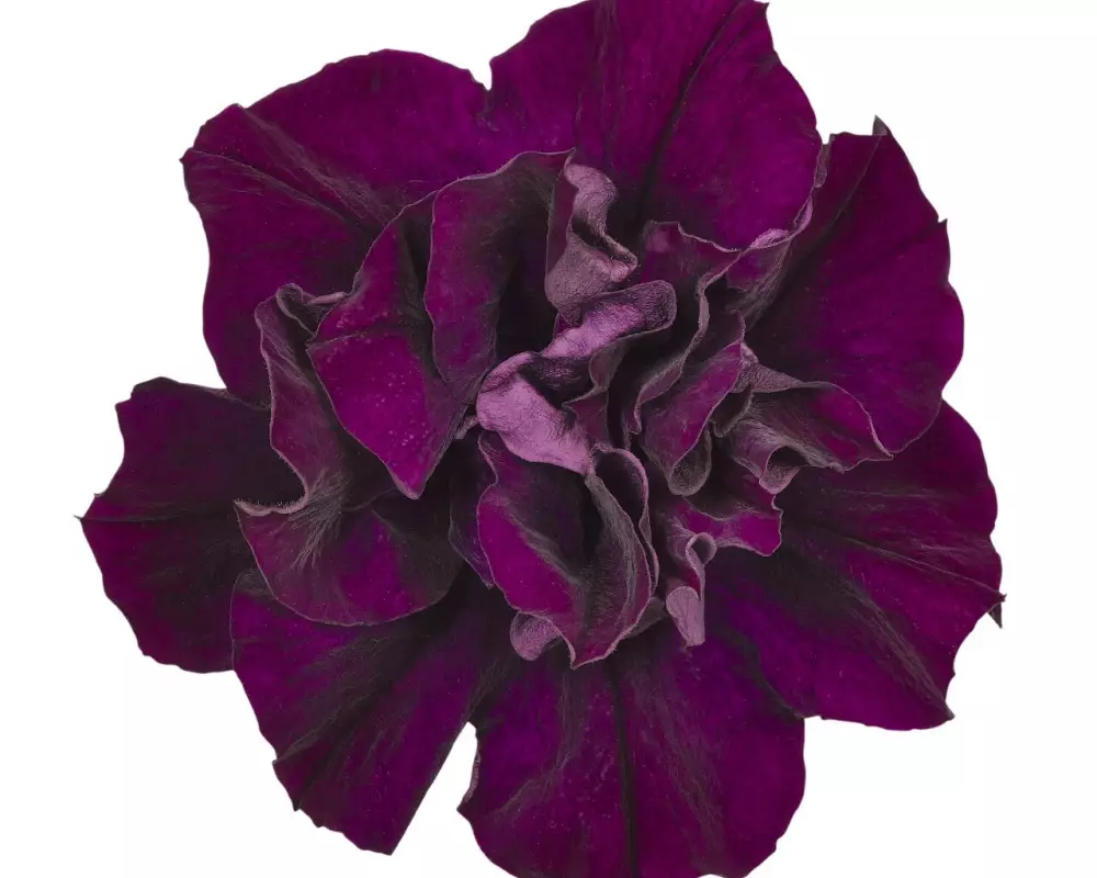 249. Петуния Origami Burgundy (9 шт.)