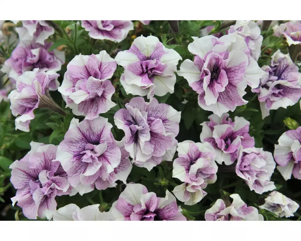 250. Петуния Origami Lavender Touch (9 шт.)