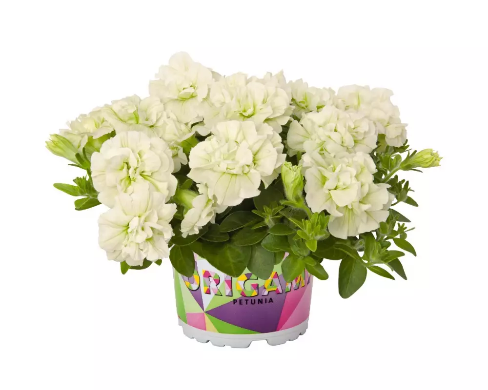 254. Петуния Origami White (9 шт.)