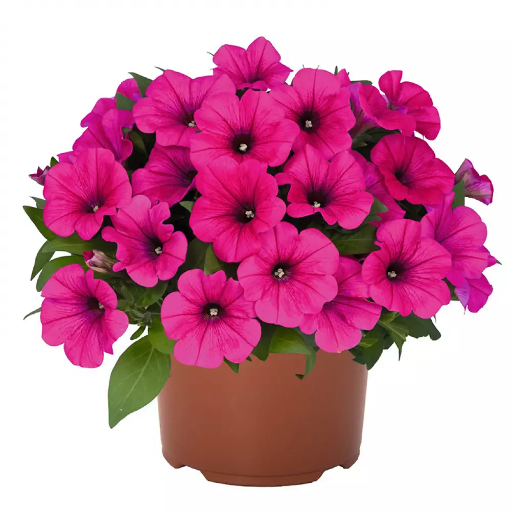 258. Петуния Potunia Neon (9 шт.)