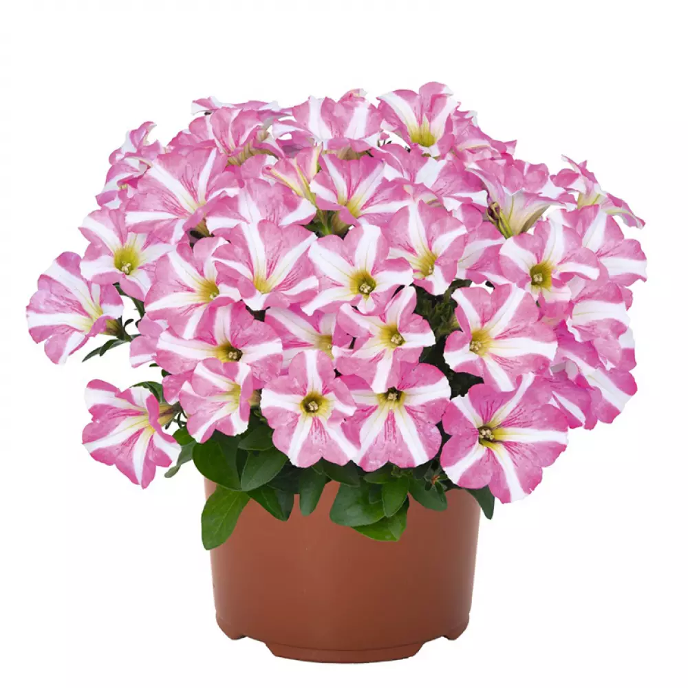 259. Петуния Peppy Rose (9 шт.)