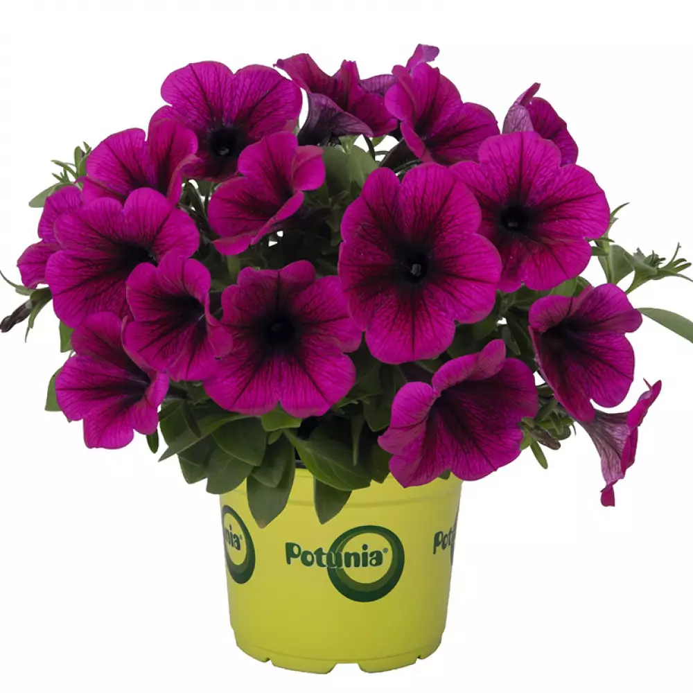 260. Петуния Potunia Purple (9 шт.)