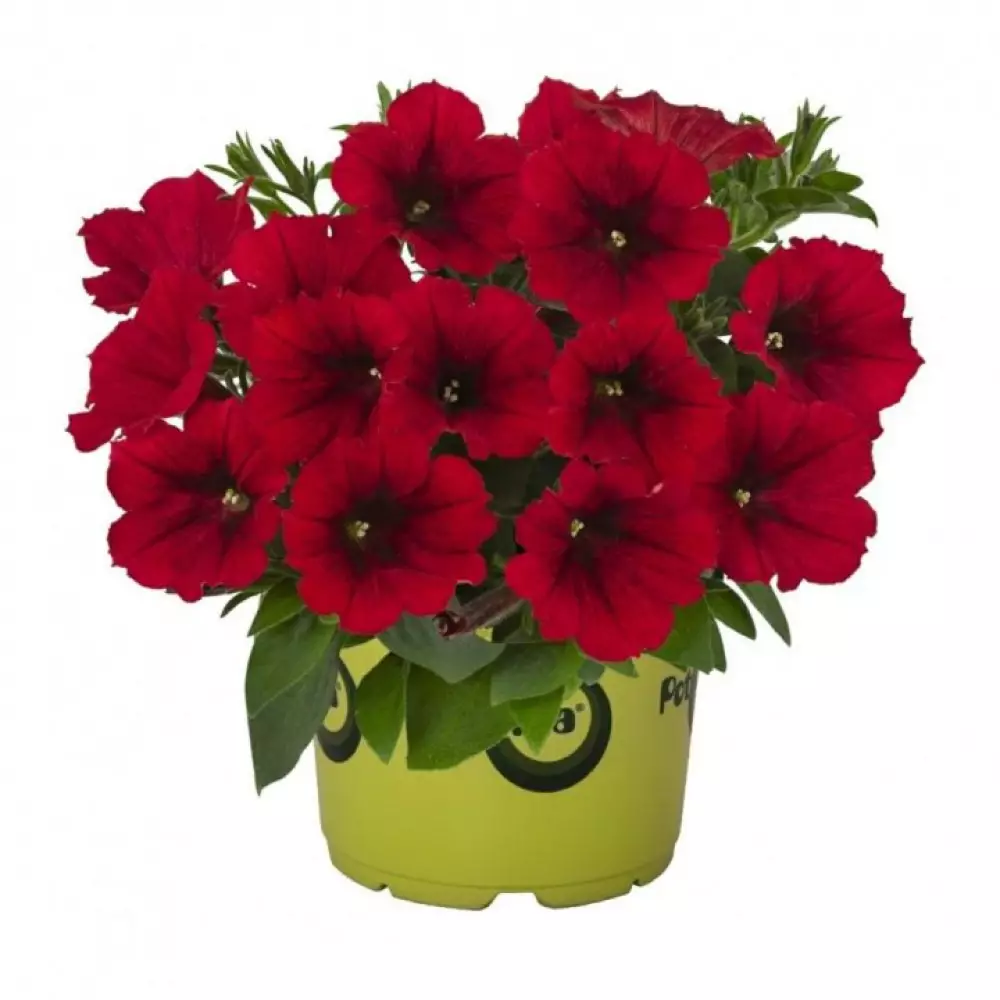 261. Петуния Potunia Red (9 шт.)