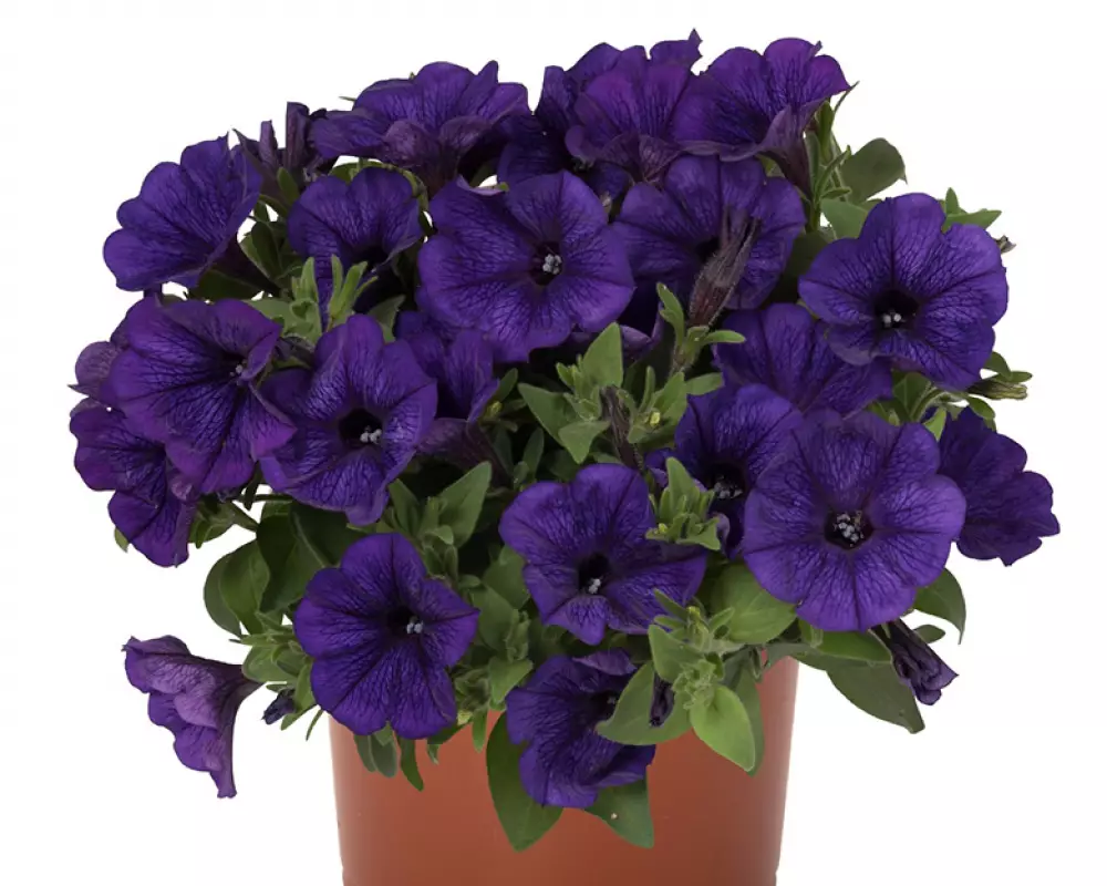 26301. Петуния POTUNIA PICCOLA COBALT BLUE (9 шт.)