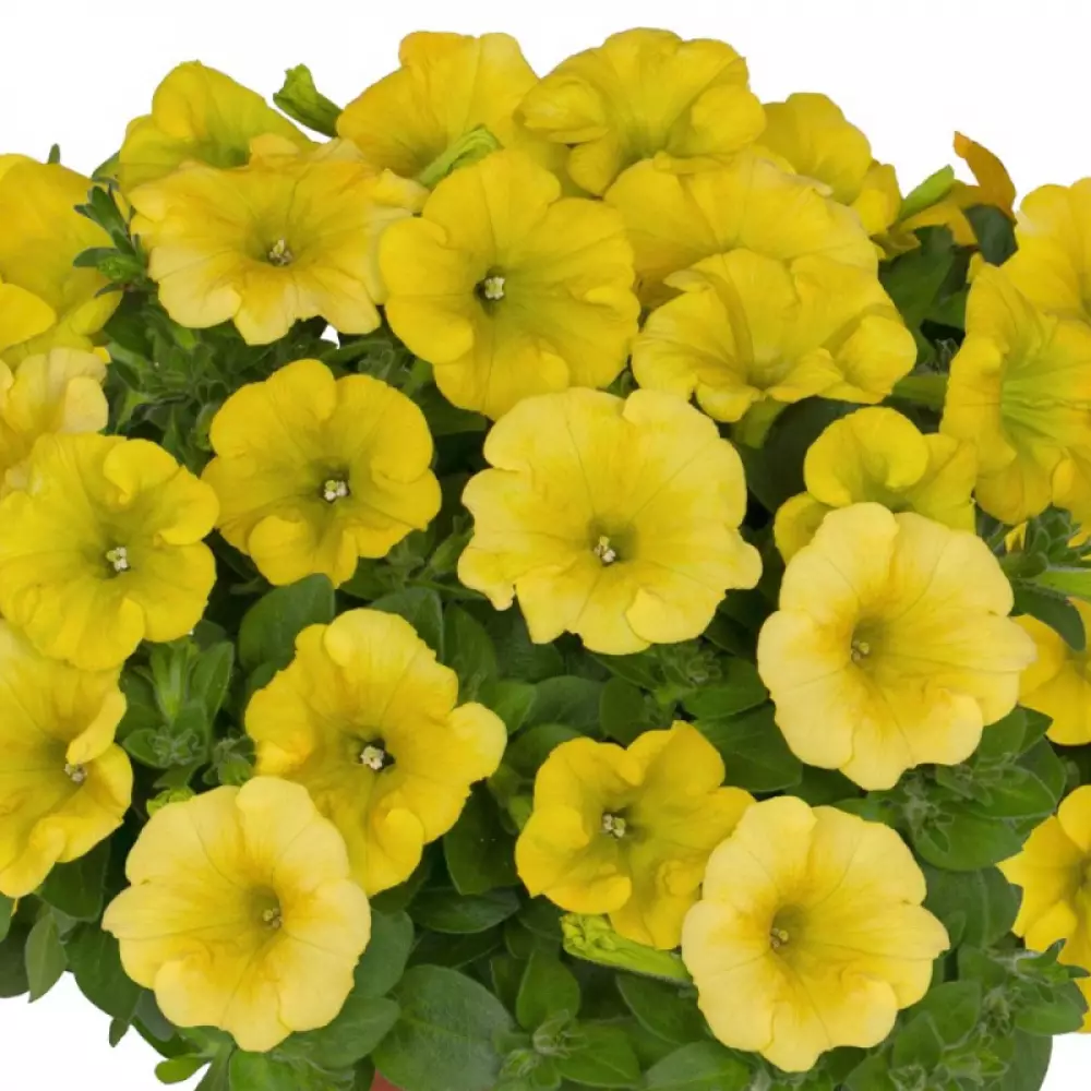 263. Петуния Potunia Yellow 2026 (9 шт.)