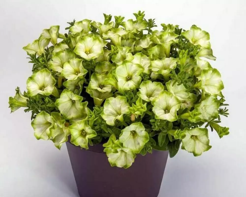 265. Петуния Ray Pistachio Cream (9 шт.)