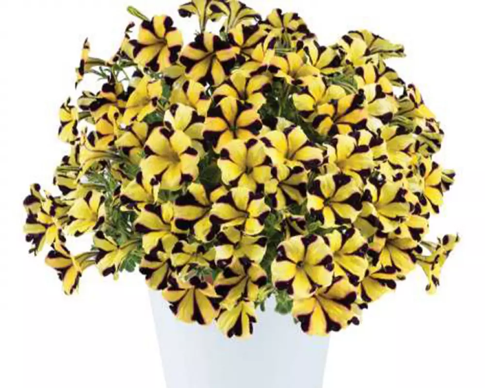 267. Петуния Ray Sunflower Impr. (9 шт.)