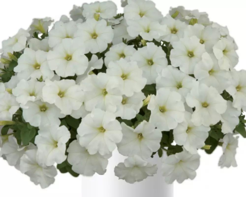 268. Петуния Ray White (9 шт.)
