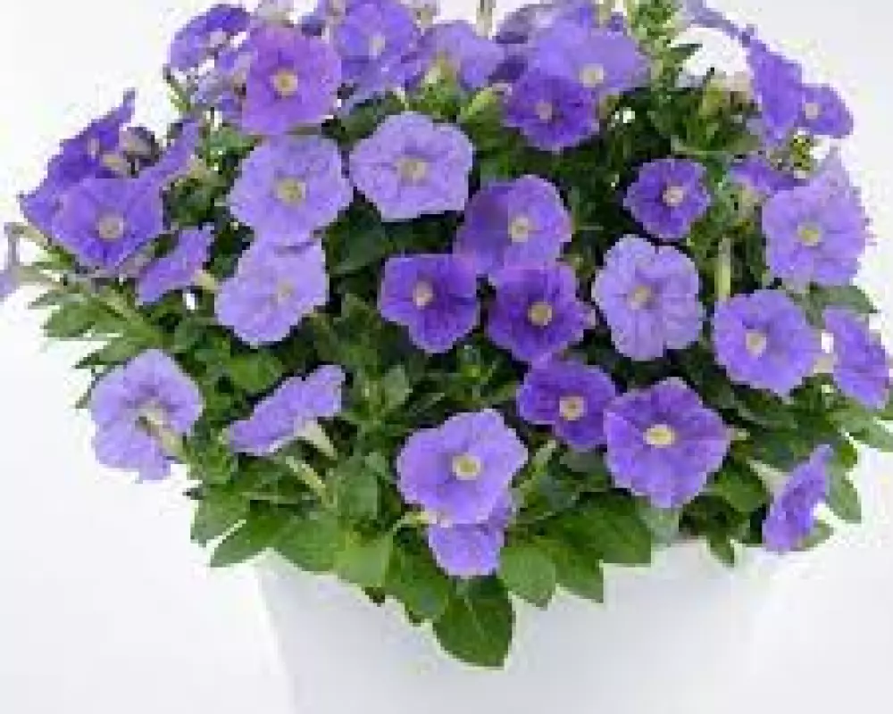 26802. Петуния Ray Classic Blue (9 шт.)