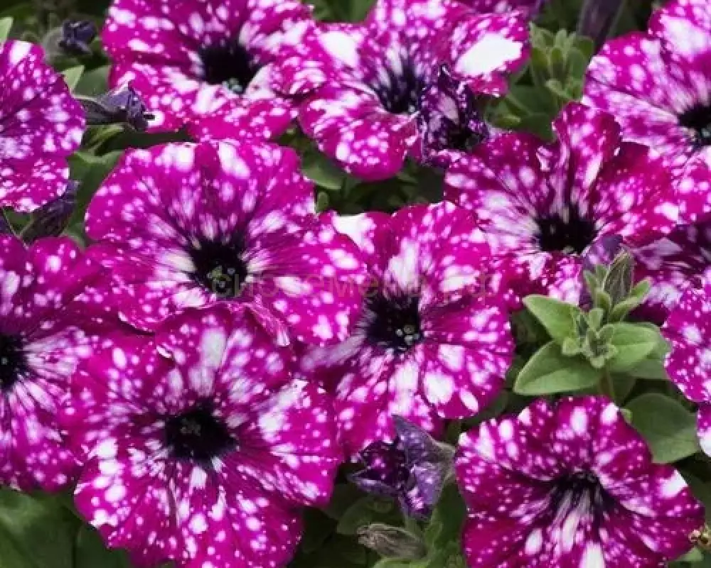 272. Петуния Electric Purple Sky (9 шт.)