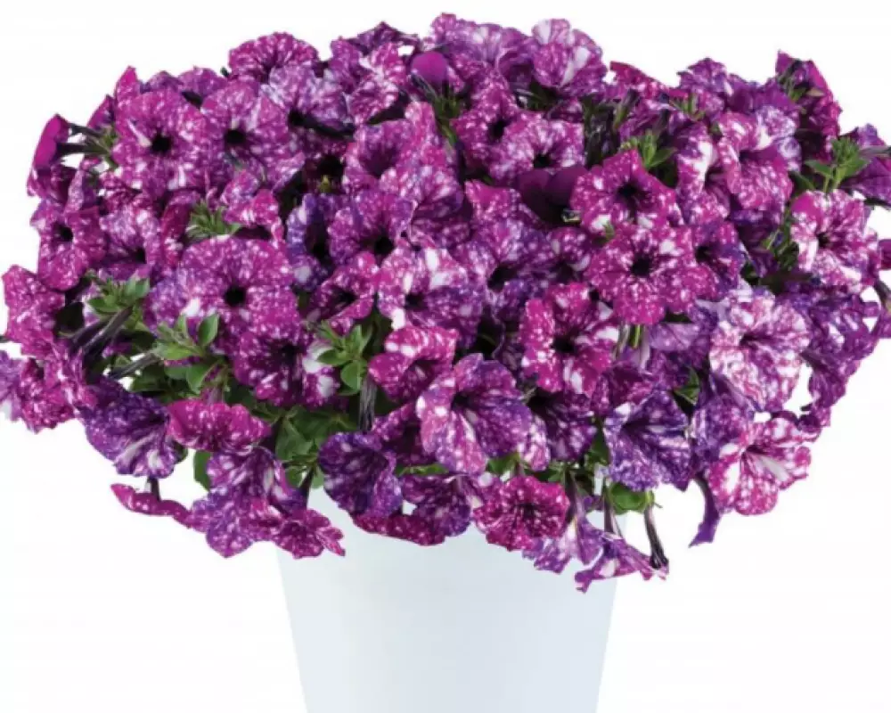 282. Петуния Splash Dance Purple Polka (9 шт.)
