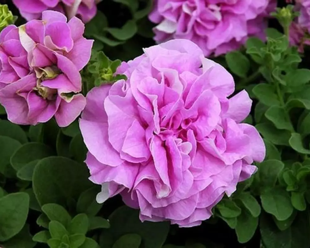 283. Петуния Surfinia Double Lilac (9 шт.)