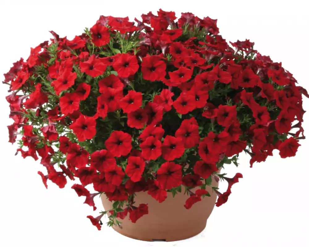 285. Петуния SP Bright Red (9 шт.)