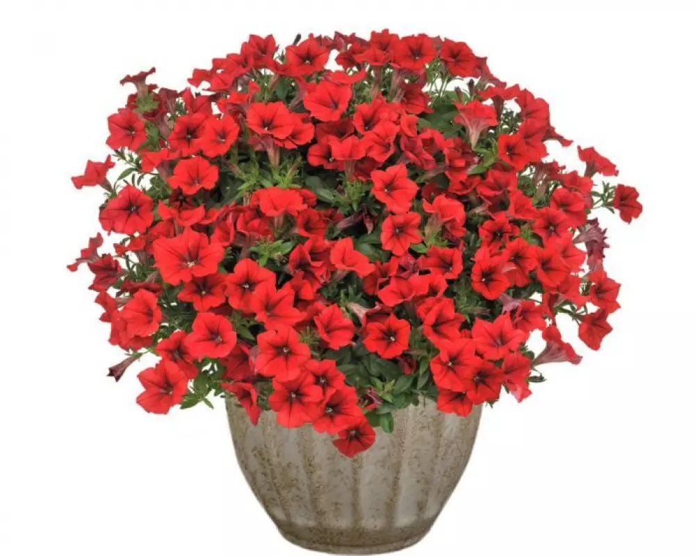 286. Петуния Surfinia Table Dark Red (9 шт.)