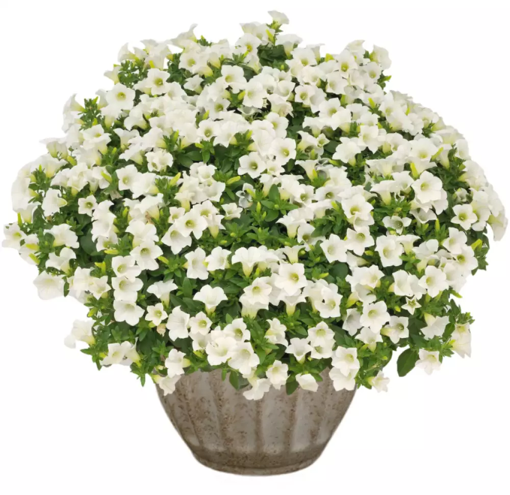 287. Петуния Surfinia Table White (9 шт.)