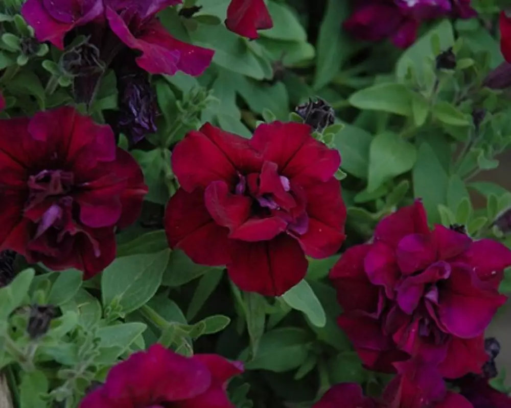 292. Петуния Sweet Sunshine Burgundy (9 шт.)