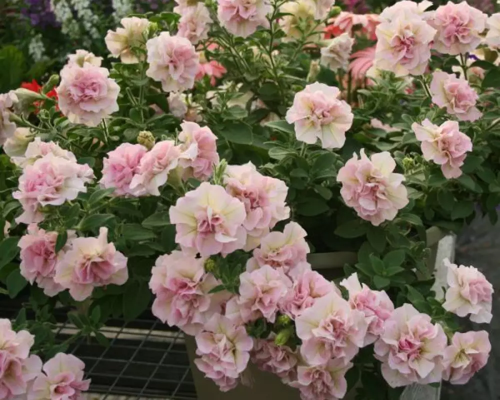 293. Петуния Sweet Sunshine Light Pink (9 шт.)