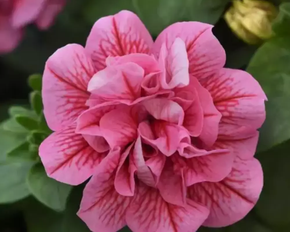 294. Петуния Sweet Sunshine Compact Pink Red Veins (9 шт.)