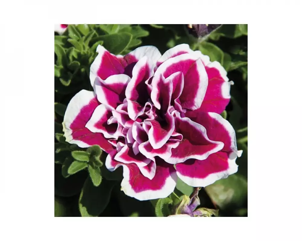 295. Петуния Sweet Sunshine Magenta Picotee (9 шт.)
