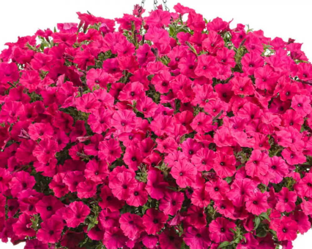 296. Петуния Viva Fuchsia (9 шт.)