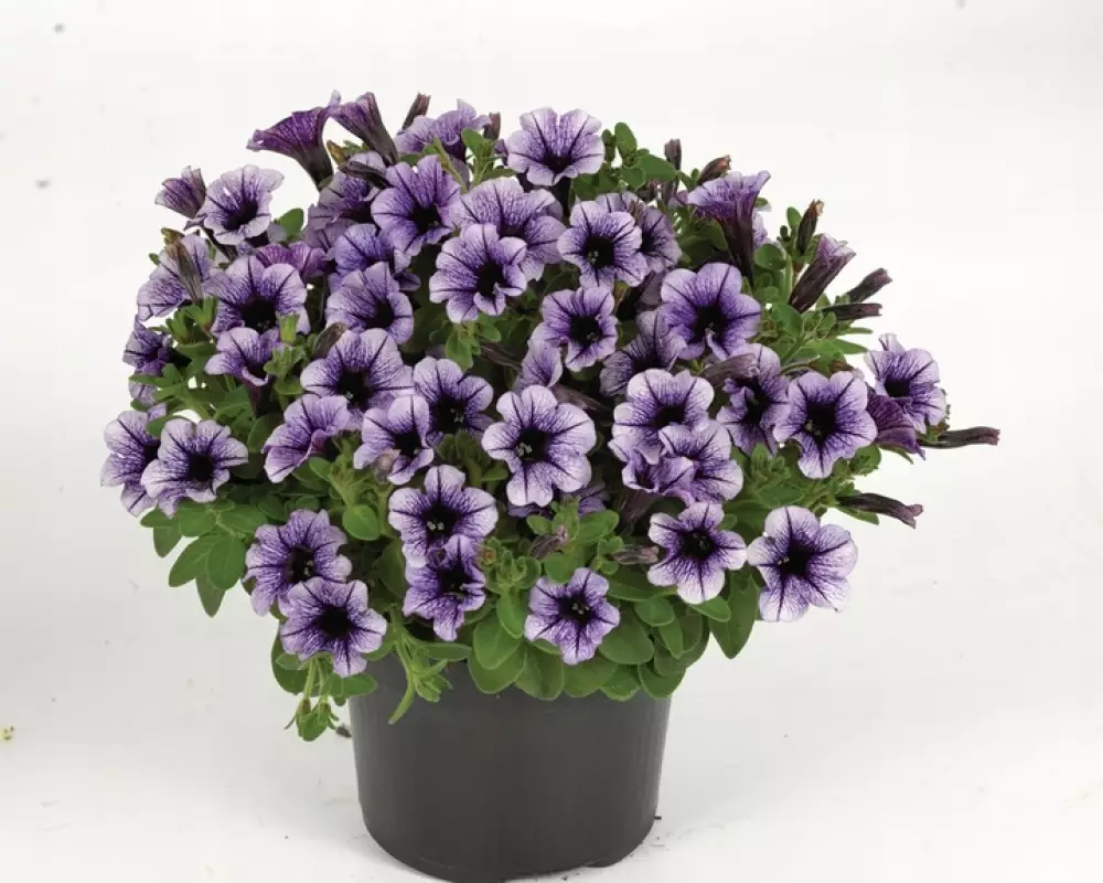 298. Петуния Vivini Purple Vein (9 шт.)