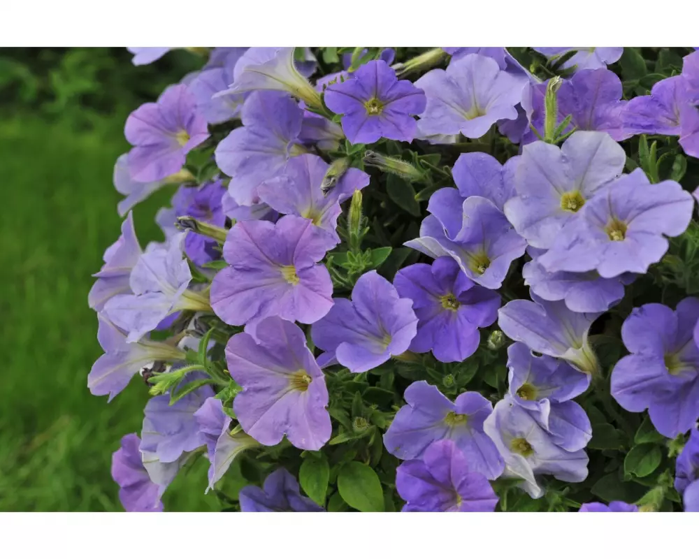 300. Петуния Sweetunia Blue Sky (9 шт.)