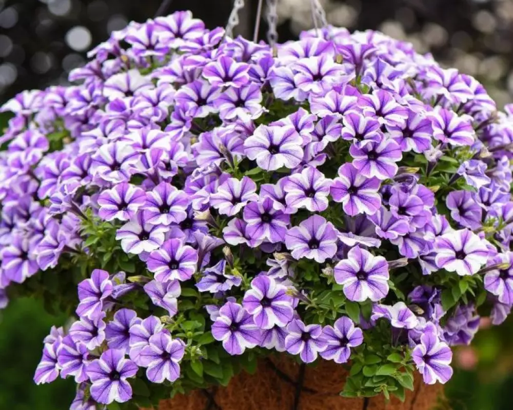 30002. Петуния Sweetunia Starfish (9 шт.)